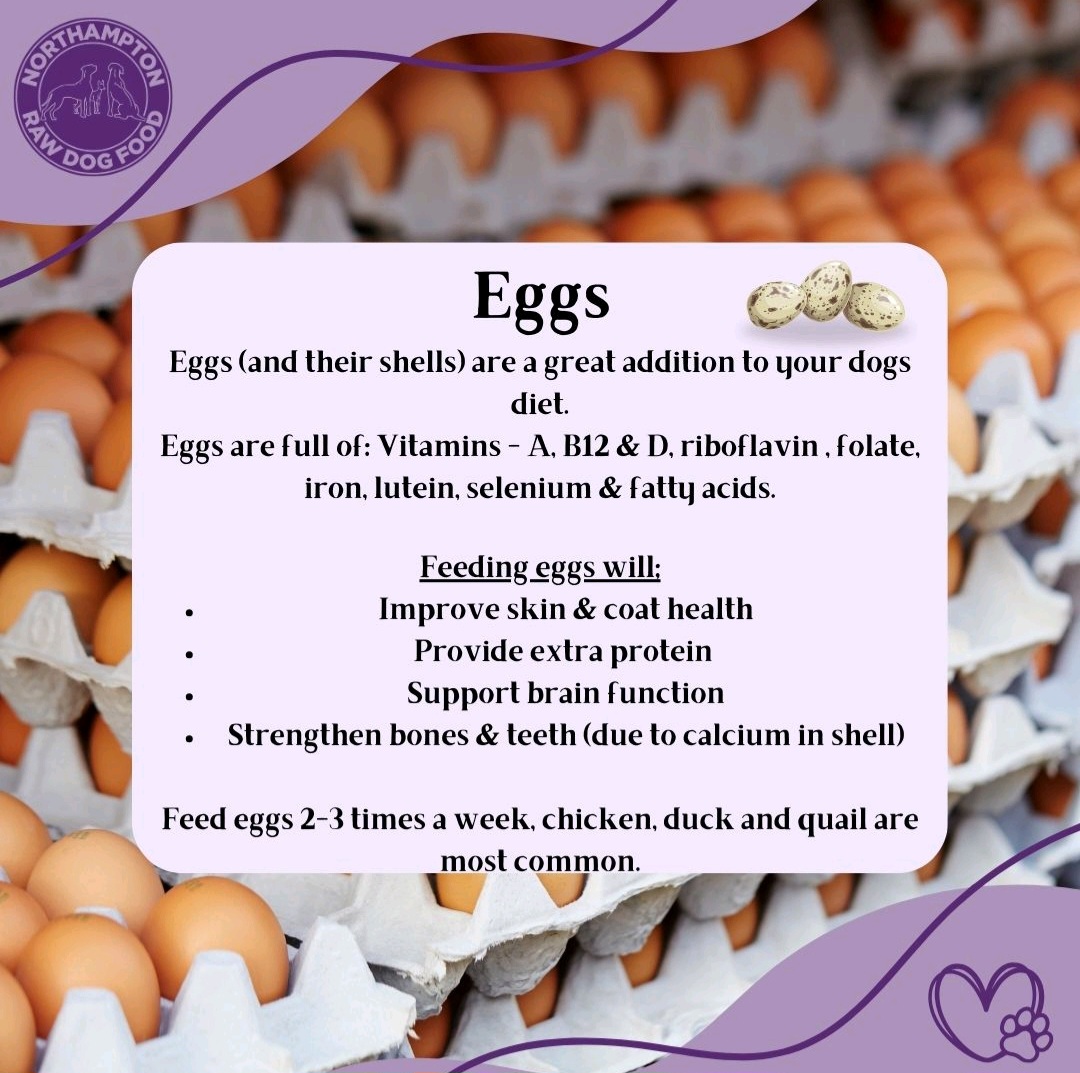 Eggs for Dogs