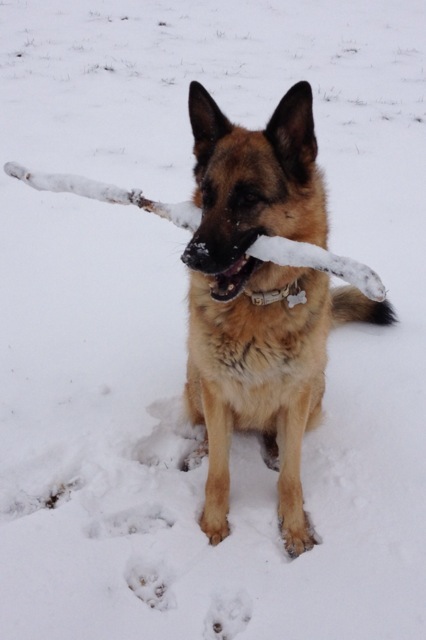 German Shepherd with stick on snowy ground